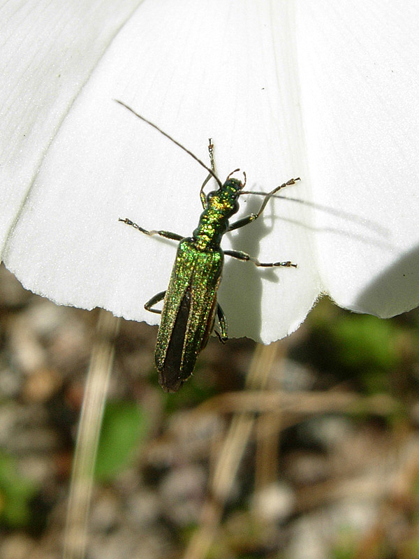 Oedemeridae